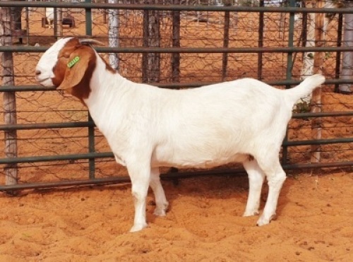 WITHDRAWN - LOT 39 1X BOER GOAT DOE WITSAND BOERBOKSTOET