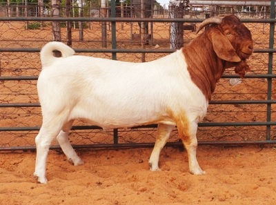 LOT 6 1X BOER GOAT FLOCK BUCK WITSAND BOERBOKSTOET