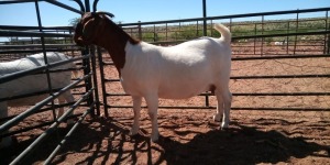 LOT 87 1X BOER GOAT FLOCK DOE JH GOUWS BOERBOKSTOET