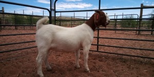 LOT 90 1X BOER GOAT FLOCK DOE JH GOUWS BOERBOKSTOET