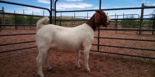 LOT 90 1X BOER GOAT FLOCK DOE JH GOUWS BOERBOKSTOET