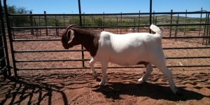 WITHDRAWN - LOT 88 1X BOER GOAT DOE JH GOUWS BOERBOKSTOET