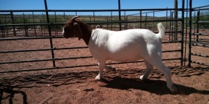 LOT 89 1X BOER GOAT FLOCK DOE JH GOUWS BOERBOKSTOET