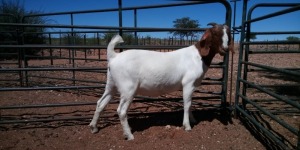 LOT 91 1X BOER GOAT FLOCK DOE JH GOUWS BOERBOKSTOET