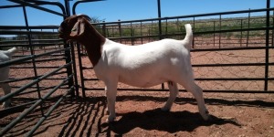 LOT 92 1X BOER GOAT PREGNANT STUD DOE JH GOUWS BOERBOKSTOET