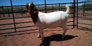 LOT 94 1X BOER GOAT PREGNANT FLOCK DOE JH GOUWS BOERBOKSTOET