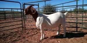 LOT 51 1X BOER GOAT PREGNANT STUD DOE JH GOUWS BOERBOKSTOET