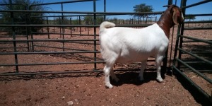 LOT 93 1X BOER GOAT PREGNANT FLOCK DOE JH GOUWS BOERBOKSTOET