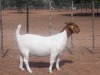 LOT 70 1X BOER GOAT FLOCK DOE KALAHARI KID CORPORATION