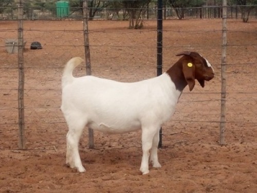 LOT 44 1X BOER GOAT PREGNANT FLOCK DOE KALAHARI KID CORPORATION