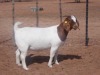 LOT 72 1X BOER GOAT PREGNANT FLOCK DOE KALAHARI KID CORPORATION