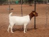 LOT 71 1X BOER GOAT PREGNANT FLOCK DOE KALAHARI KID CORPORATION