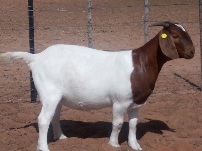 WITHDRAWN - LOT 73 1X BOER GOAT DOE KALAHARI KID CORPORATION