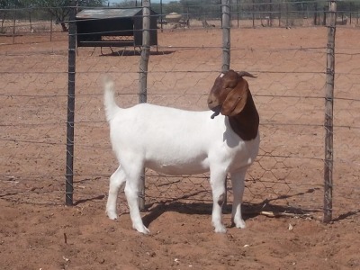 LOT 74 1X BOER GOAT FLOCK DOE KALAHARI KID CORPORATION