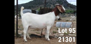 LOT 95 1X BOER GOAT PREGNANT FLOCK DOE OSPLAAT BOERBOK STOET