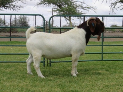 LOT 1 1X BOER GOAT FLOCK BUCK PW BOTHA BOERBOK STOET