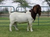 LOT 5 1X BOER GOAT FLOCK BUCK PW BOTHA BOERBOK STOET