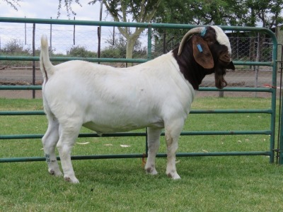 LOT 10 1X BOER GOAT STUD BUCK PW BOTHA BOERBOK STOET