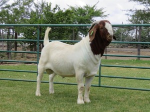 LOT 14 1X BOER GOAT STUD BUCK PW BOTHA BOERBOK STOET