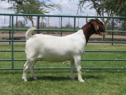 LOT 27 1X BOER GOAT FLOCK DOE PW BOTHA BOERBOK STOET