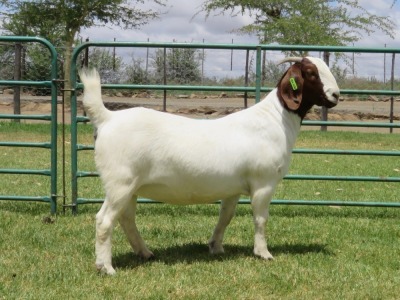 LOT 40 1X BOER GOAT FLOCK DOE PW BOTHA BOERBOK STOET