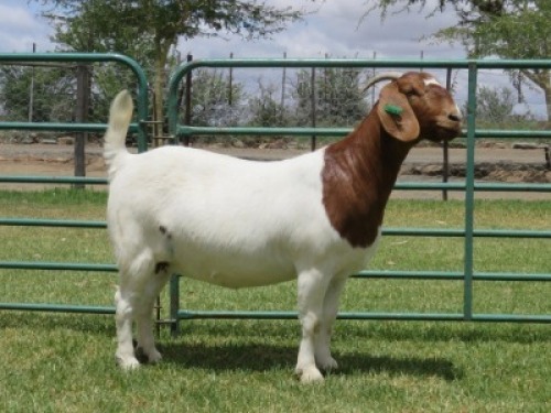 LOT 41 1X BOER GOAT FLOCK DOE PW BOTHA BOERBOK STOET