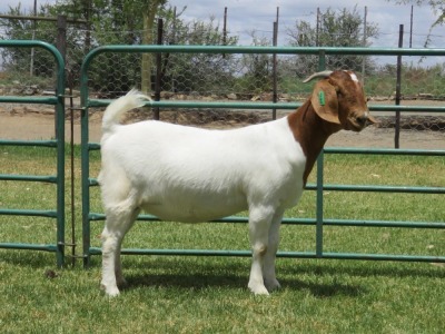 LOT 67 1X BOER GOAT FLOCK DOE PW BOTHA BOERBOK STOET