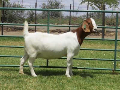 LOT 68 1X BOER GOAT FLOCK DOE PW BOTHA BOERBOK STOET