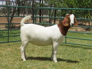 LOT 69 1X BOER GOAT FLOCK DOE PW BOTHA BOERBOK STOET