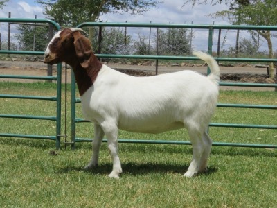 WITHDRAWN - LOT 65 1X BOER GOAT DOE PW BOTHA BOERBOK STOET