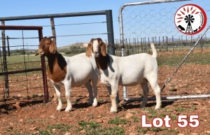 LOT 55 2X BOER GOAT FLOCK DOE SUMMERVILLE TRUST (PAY PER PIECE TO TAKE THE LOT)