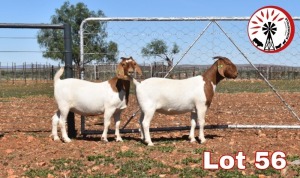 LOT 56 2X BOER GOAT FLOCK DOE SUMMERVILLE TRUST(PAY PER PIECE TO TAKE THE LOT)