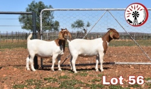 LOT 56 2X BOER GOAT FLOCK DOE SUMMERVILLE TRUST(PAY PER PIECE TO TAKE THE LOT)