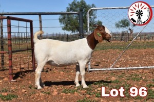 LOT 96 1X BOER GOAT P/S DOE SUMMERVILLE TRUST