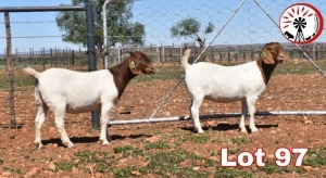 LOT 97 2X BOER GOAT FLOCK DOE SUMMERVILLE TRUST(PAY PER PIECE TO TAKE THE LOT)