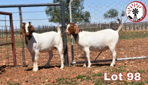 LOT 98 1X BOER GOAT FLOCK DOE SUMMERVILLE TRUST