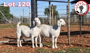 LOT 120 2X SAVANNA 1* PREGNANT FLOCK DOE HANO JORDAAN