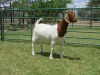 WITHDRAWN - LOT 66 1X BOER GOAT DOE PW BOTHA BOERBOK STOET