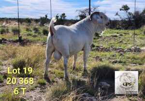 LOT 19 1X SAVANNA STUD BUCK TAT SCHOLTZ