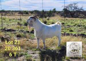 LOT 21 1X SAVANNA FLOCK BUCK TAT SCHOLTZ