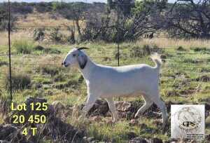 LOT 125 1X SAVANNA PREGNANT FLOCK DOE TAT SCHOLTZ