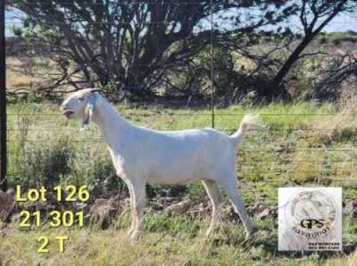 LOT 126 1X SAVANNA PREGNANT FLOCK DOE TAT SCHOLTZ