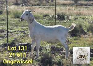 LOT 131 1X SAVANNA FLOCK DOE TAT SCHOLTZ