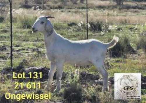 LOT 131 1X SAVANNA FLOCK DOE TAT SCHOLTZ