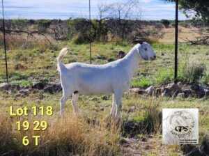 LOT 118 1X SAVANNA FLOCK DOE TAT SCHOLTZ