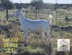 LOT 132 1X SAVANNA PREGNANT FLOCK DOE TAT SCHOLTZ