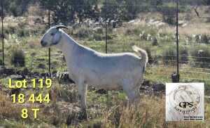 LOT 119 1X SAVANNA STUD DOE TAT SCHOLTZ