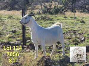 LOT 124 1X SAVANNA FLOCK DOE TAT SCHOLTZ