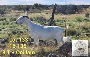 LOT 133 1+1X SAVANNA DOE COENNIE COETZEE