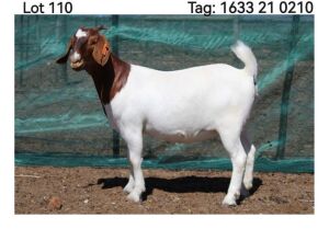 WITHDRAWN - LOT 110 1X BOER GOAT DOE MON DESIR BOERBOEK STOET